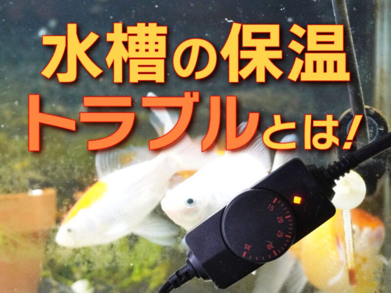 水槽の保温トラブル!室温と水槽用ヒーターなど機材の管理!注意点を解説サムネイル