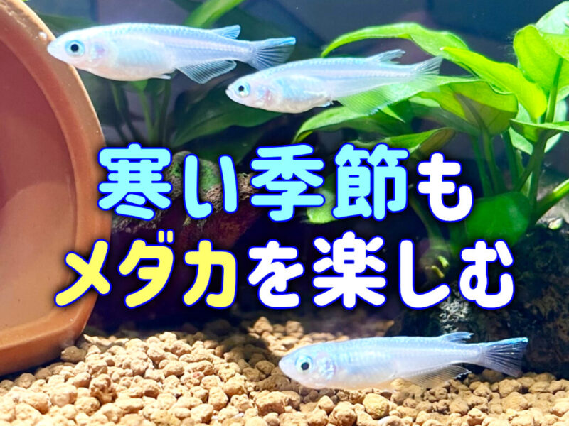 メダカを寒い時期も楽しむ方法!室内を彩る冬のメダカ飼育を考えるサムネイル