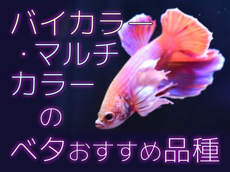 バイカラー・マルチカラーのベタ特集!特徴と主な品種を8つ紹介サムネイル