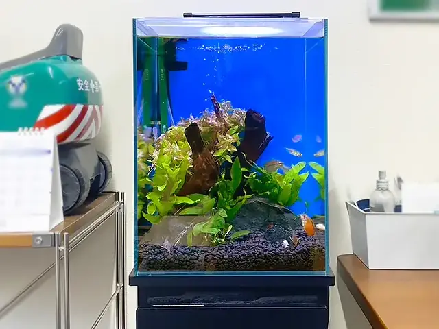 青い背景に小型カラシンが泳ぐ水槽