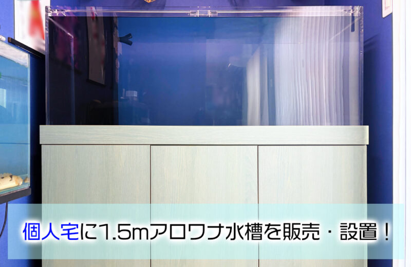 個人宅に150cmアロワナ水槽をオーダーメイド販売!秦野市へ特注水槽一式を設置サムネイル