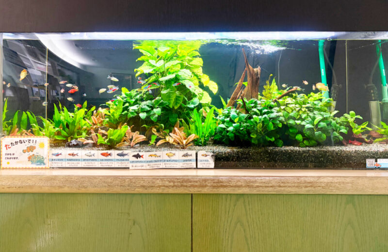 江戸川区の薬局様に120cm水槽をレンタル!水草と多彩な熱帯魚が彩る待合スペース 水槽画像5