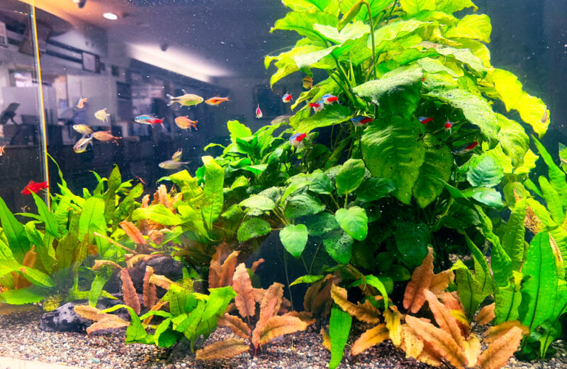 江戸川区の薬局様に120cm水槽をレンタル!水草と多彩な熱帯魚が彩る待合スペース 水槽画像3