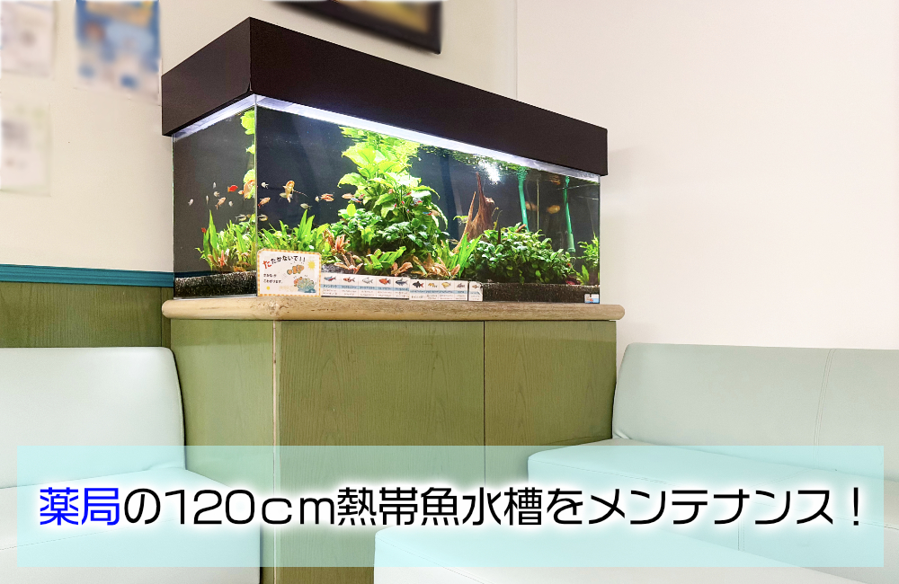 江戸川区の薬局様に120cm水槽をレンタル!水草と多彩な熱帯魚が彩る待合スペース
