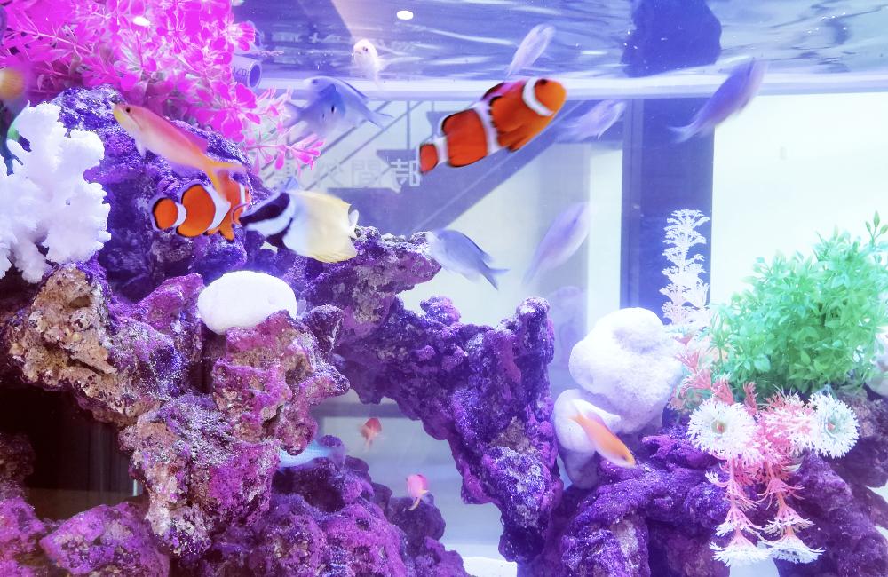 オレンジと白の魚が泳ぐサンゴ礁水槽
