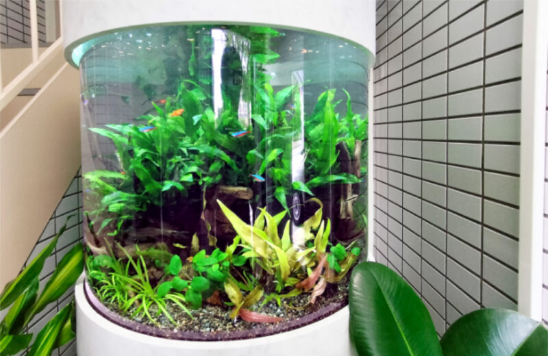 企業様に特注円柱水槽をリース！ミクロソリウムが茂る緑豊かなアクアリウム 水槽画像４