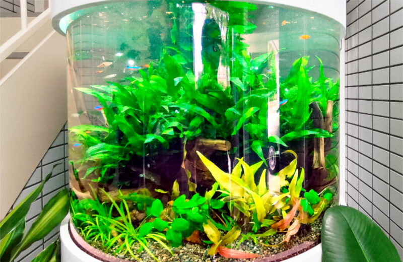 企業様に特注円柱水槽をリース！ミクロソリウムが茂る緑豊かなアクアリウム 水槽画像５