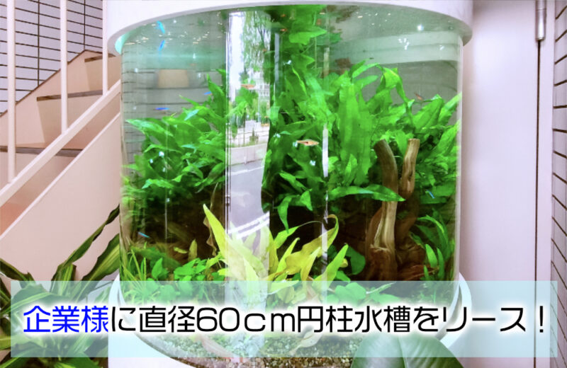企業様に特注円柱水槽をリース！ミクロソリウムが茂る緑豊かなアクアリウムサムネイル
