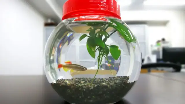 赤い蓋の丸い水槽に一匹の魚と水草