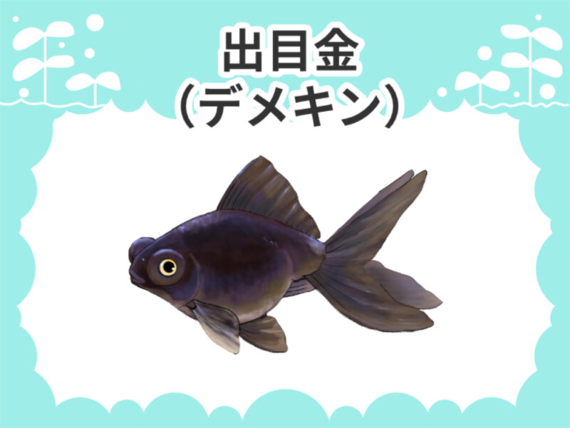 出目金（デメキン）サムネイル