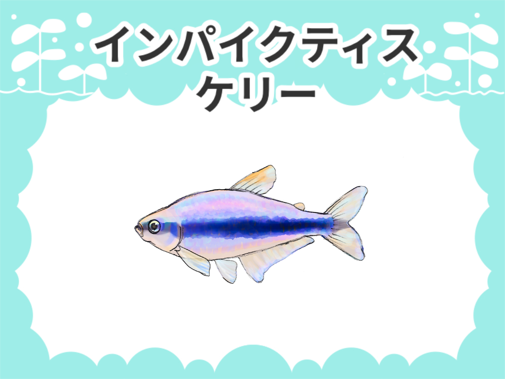 インパイクティスケリー（ロイヤルテトラ）のサムネイル画像
