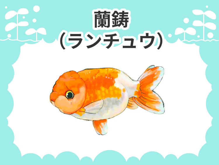 お魚図鑑 ランチュウ(蘭鋳) メインイメージ