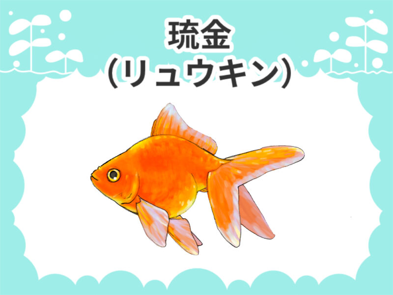 琉金(リュウキン)サムネイル