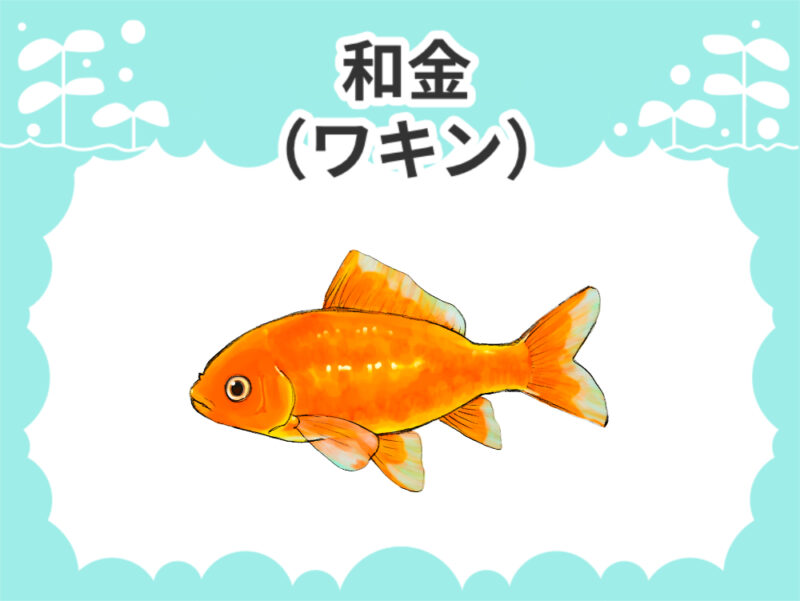 和金(ワキン)サムネイル