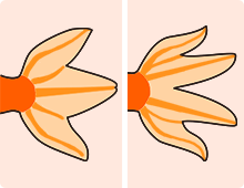 金魚の特徴 三つ尾 四つ尾