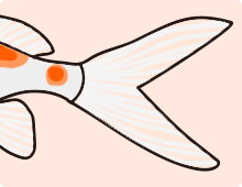 金魚の特徴 吹き流し尾