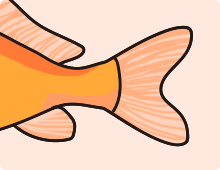 金魚の特徴 フナ尾