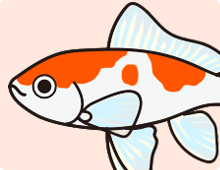 金魚の特徴 更紗 紅白
