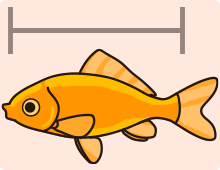 金魚の特徴 長手