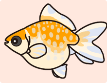 金魚の特徴 パール鱗