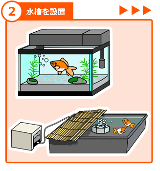 金魚の飼い方 ステップ２
