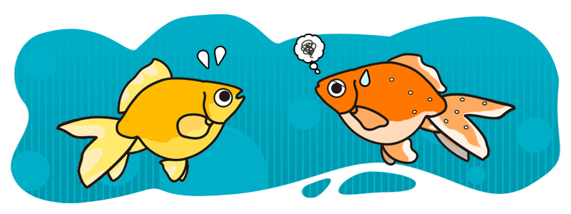 金魚の病気対策と金魚を長生きさせる方法