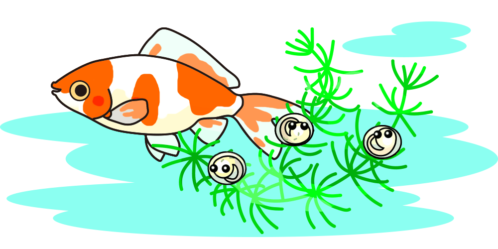 金魚 卵 繁殖