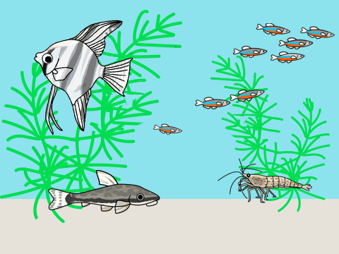 熱帯魚の混泳