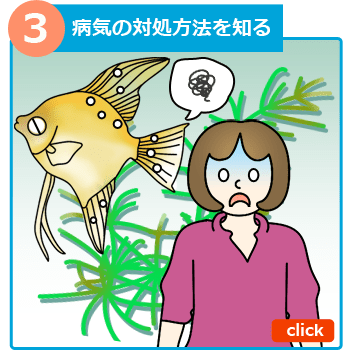 熱帯魚の飼い方１ 病気対策