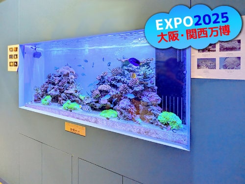 東京アクアガーデン2025年