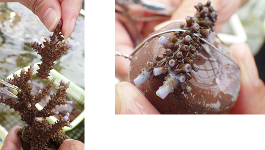 東京アクアガーデン サンゴの苗作り