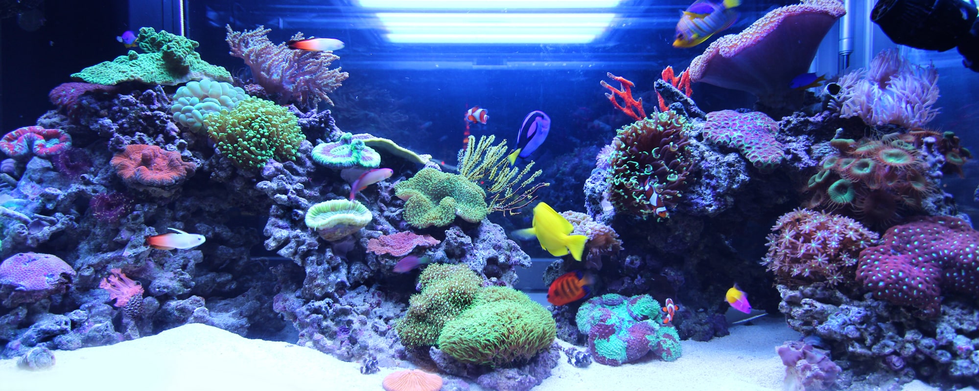 失敗しないアクアリウム運用術