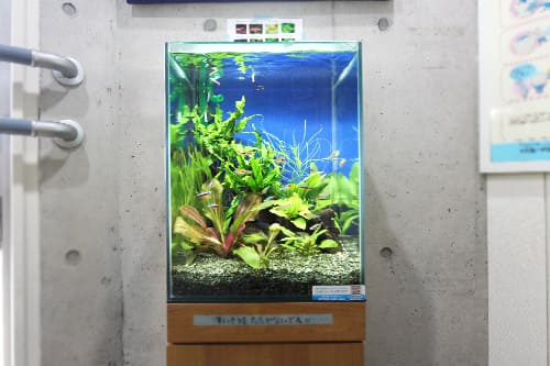 30cm淡水魚水槽レンタル料金 東京アクアガーデン