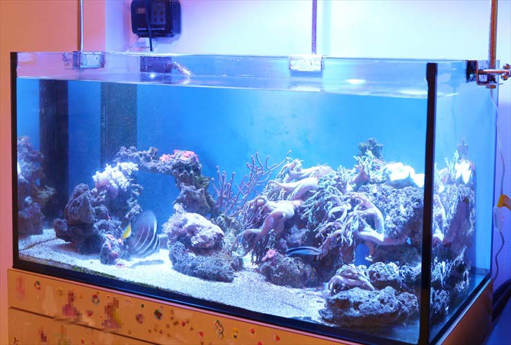 90cm水槽 レンタル サンゴ