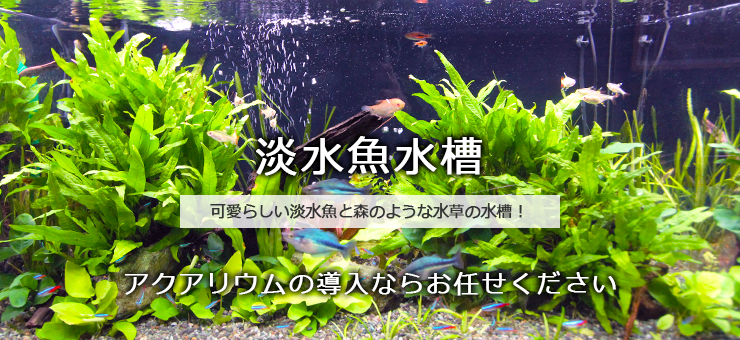 淡水熱帯魚水槽のレンタル リース 東京アクアガーデン